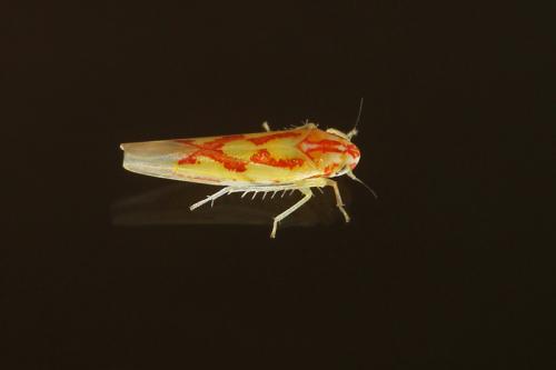 Zygina sp.